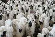 خبر فوری از قیمت دام زنده پنجشنبه 14 دی 1402