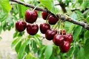 با این خوراکی‌ها خواب بهتری خواهید داشت