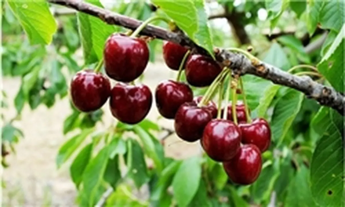 با این خوراکی‌ها خواب بهتری خواهید داشت