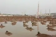 بارش باران در قبرستان بقیع/ عکس