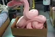 در چه صورتی می توان خمیرمرغ در سوسیس و کالباس استفاده کرد؟