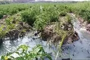 آخرین وضعیت نشت نفت در مزارع شهر ری