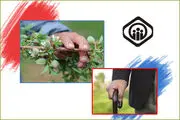 بررسی ادعایی جالب/ایران رتبه برتر پوشش بیمه ای در جهان