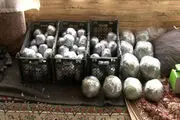 جزئیات کشف ۲۵ کیلوگرم مواد اولیه ساخت نارنجک دستی 