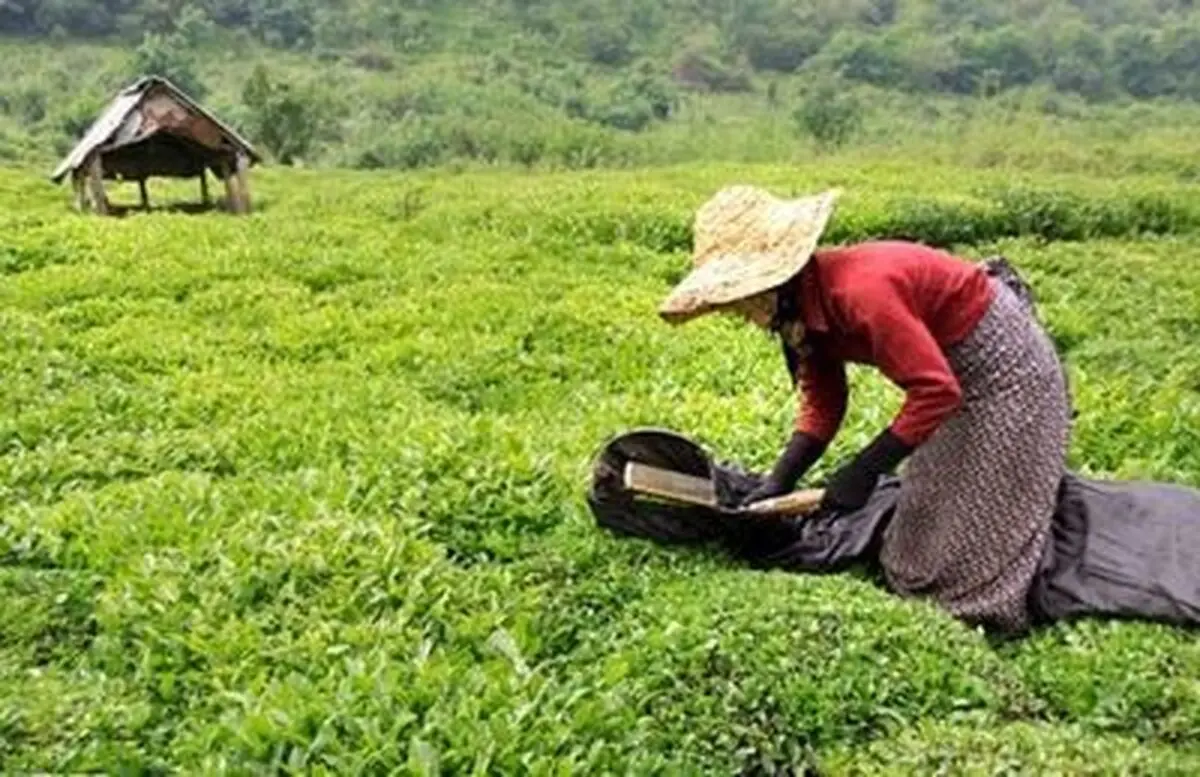 سهم چای ایرانی از بازار جهانی