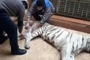 کلاف سر در گم کشته شدن ببر سفید باغ وحش ارم