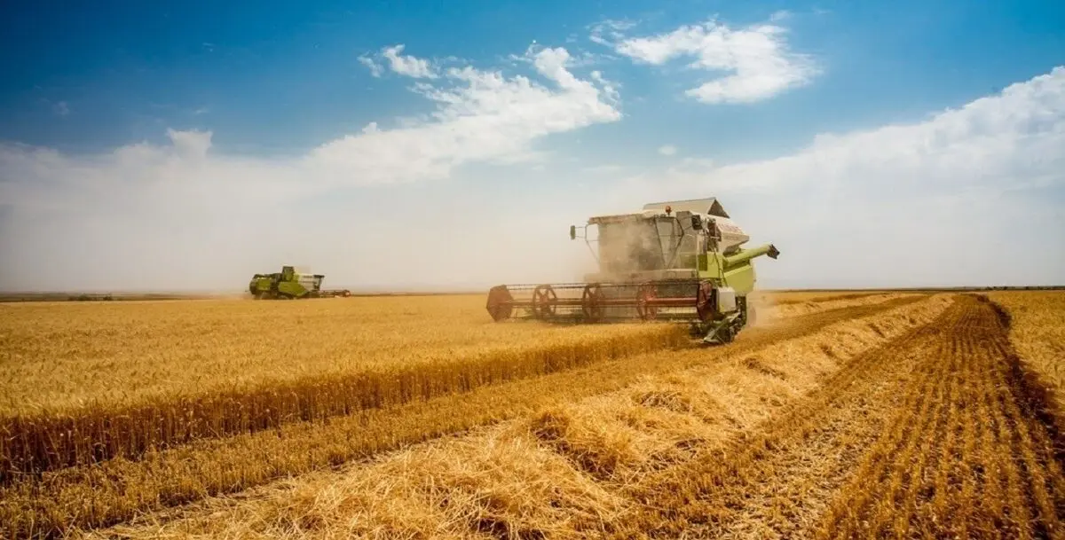 سرنوشت نرخ خرید تضمینی گندم به کجا رسید؟
