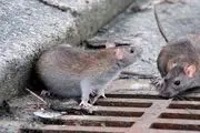 گونه جدید ویروس کرونا در میان موش‌ها
