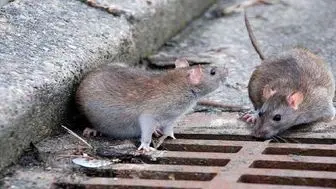 گونه جدید ویروس کرونا در میان موش‌ها
