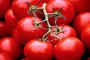 افزایش دو برابری قیمت گوجه فرنگی