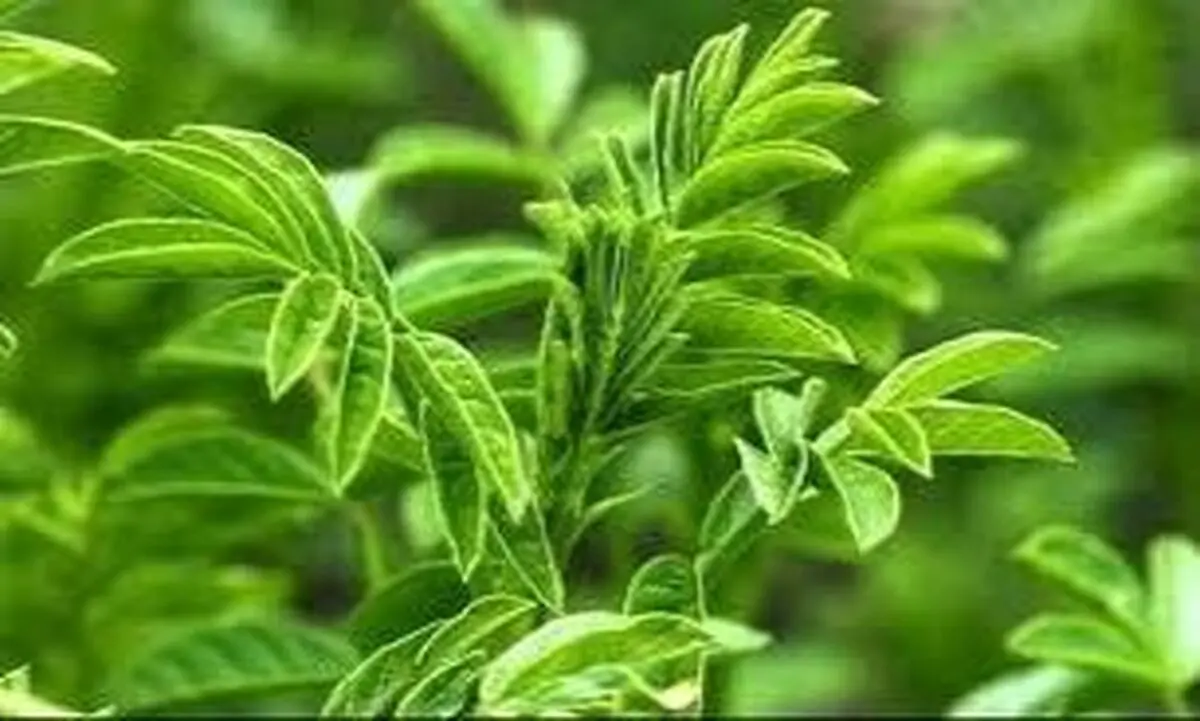 این گیاه معده‌تان را شاد می‌کند
