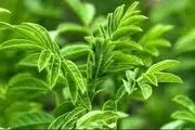 این گیاه معده‌تان را شاد می‌کند