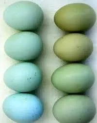 حل معمای تخم‌مرغ‌های آبی!