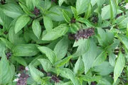 خواص درمانی اعجاب انگیز ریحان سبز

