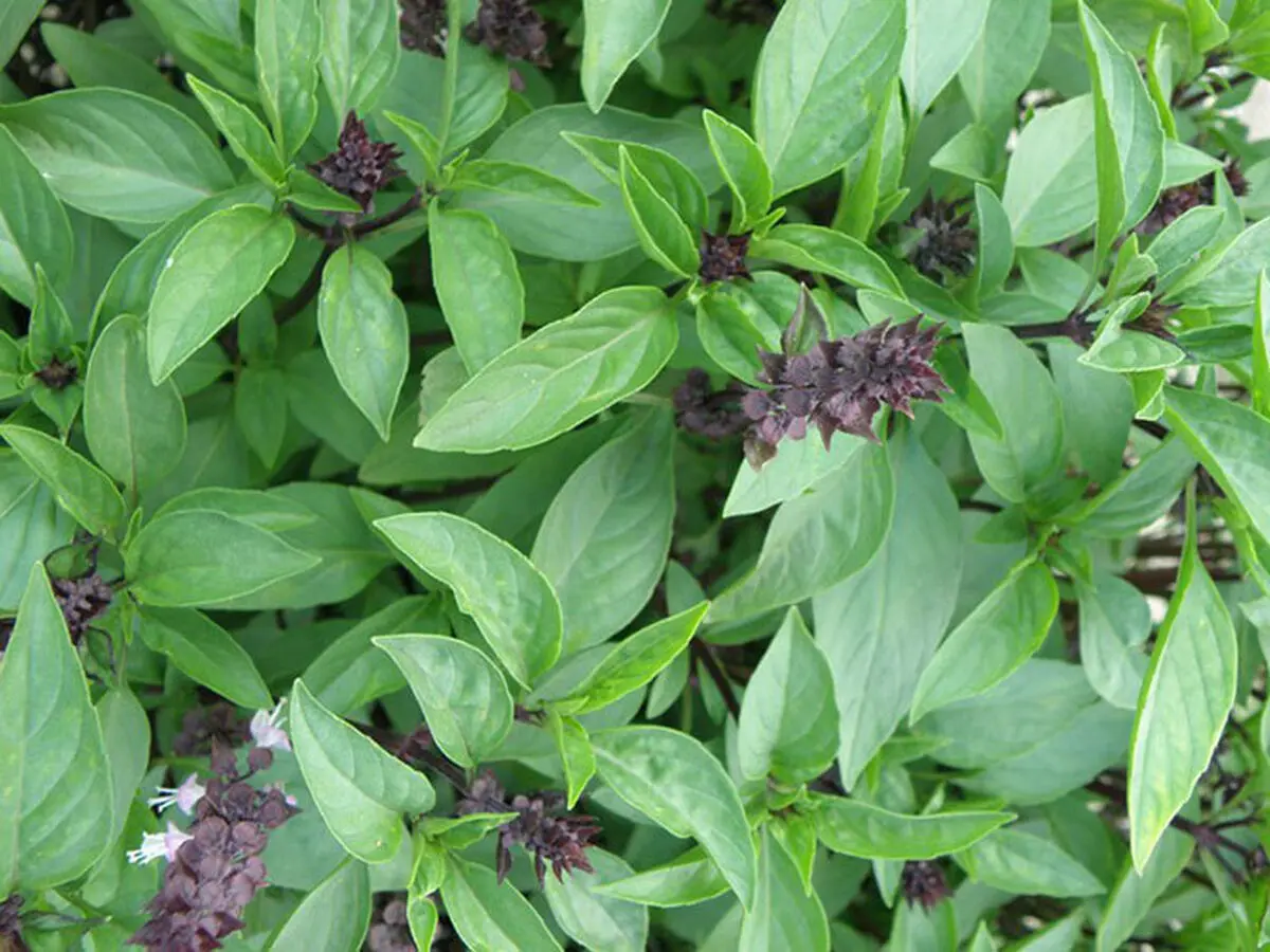 خواص درمانی اعجاب انگیز ریحان سبز
