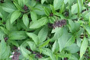 خواص درمانی اعجاب انگیز ریحان سبز
