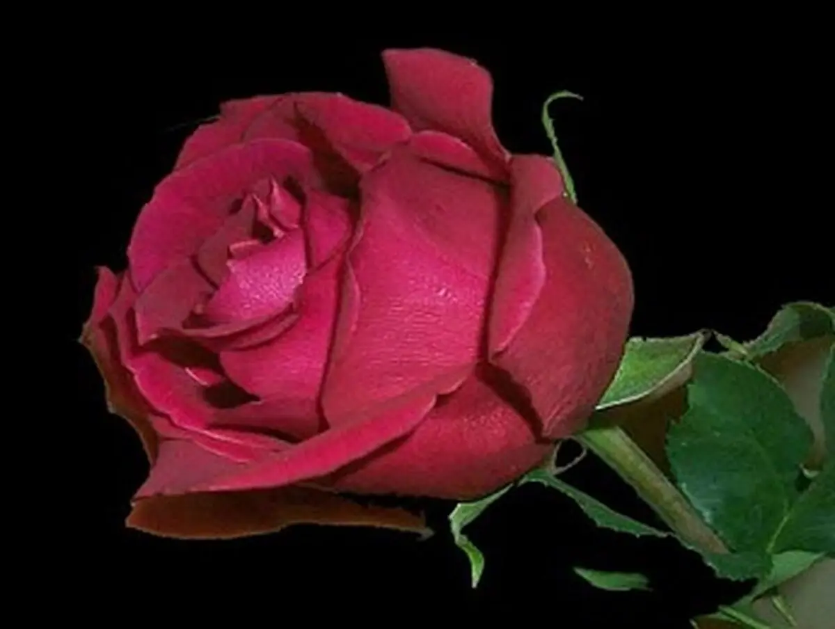 آنچه که از نماز و روزه و زکات برتر است!