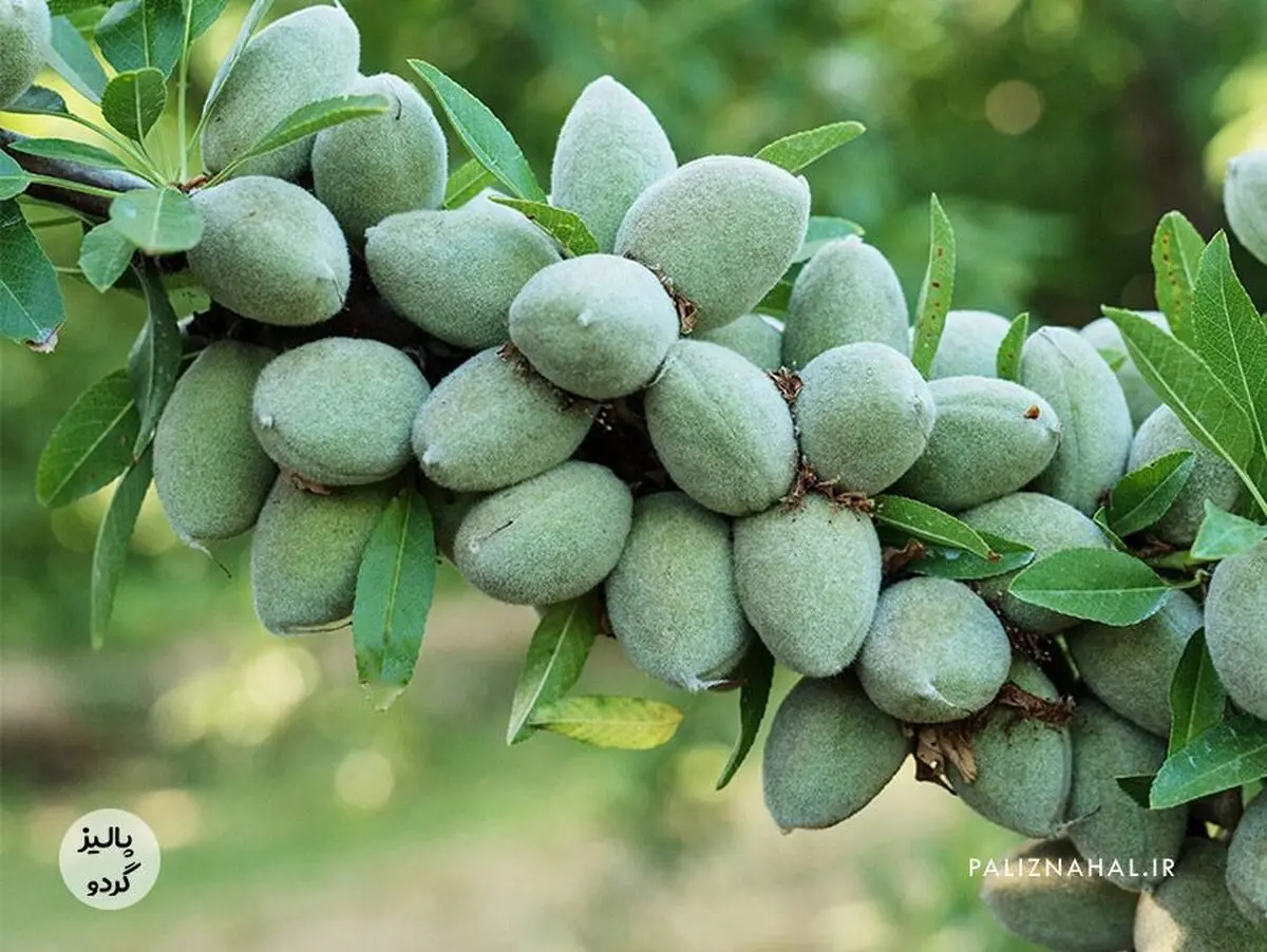 معرفی انواع ارقام تجاری و پربار نهال گردو و نهال بادام + نکات کلیدی خرید
