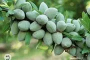 معرفی انواع ارقام تجاری و پربار نهال گردو و نهال بادام + نکات کلیدی خرید
