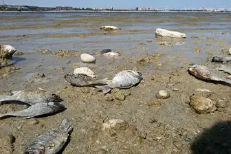 کاهش سطح آب دریاچه شورابیل اردبیل علت مرگ ماهیان عنوان شد
