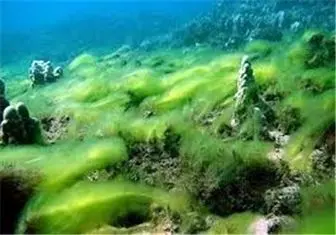 تولید آنتی‌بیوتیک از جلبک دریایی