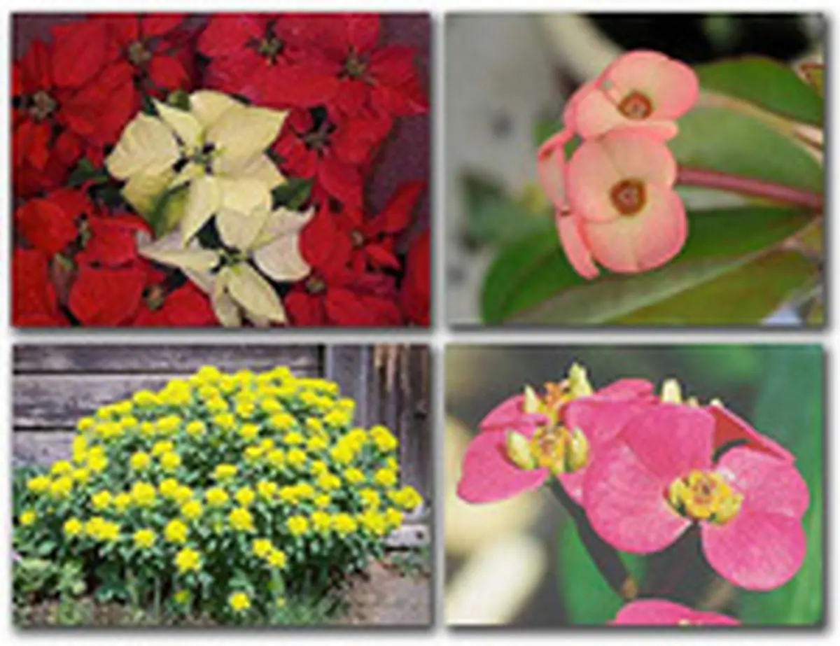 گیاهان دارویی گم شده فضای شیک داروخانهها