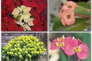 گیاهان دارویی گم شده‌ فضای شیک داروخانه‌ها