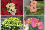 گیاهان دارویی گم شده‌ فضای شیک داروخانه‌ها