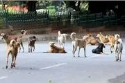 حمله گسترده سگ ها در پکن