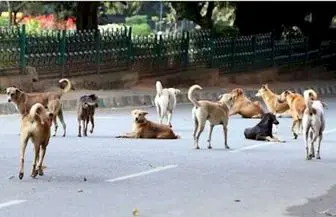 حمله گسترده سگ ها در پکن