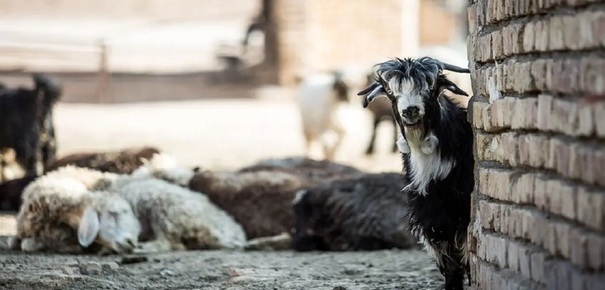 تعداد دام های پروار شده به ۴۳۹ هزار راس رسید
