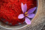 بی توجهی به آبیاری گیاه زعفران یکی از علل کاهش تولید/ قیمت زعفران ثبات ندارد