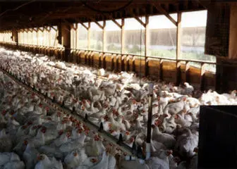 صادرات مرغ ترکیه به ایران
