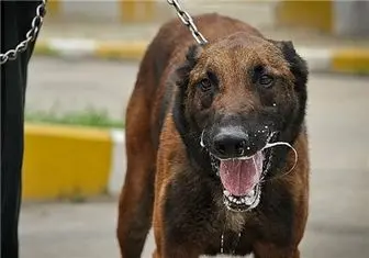 سگ‌کشی اخیر در شیراز غیرقانونی بود