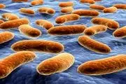 آنتی بیوتیک؛ عامل کلیدی مقاومت دارویی در باکتری ها
