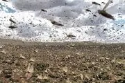 هجوم میلیون ها ملخ به پاکستان

