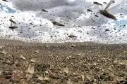 هجوم میلیون ها ملخ به پاکستان

