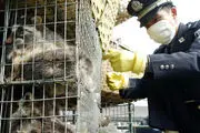 تجارت و خوردن گوشت حیوانات وحشی در چین ممنوع شد