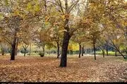 پاییز طلایی در ایران/ گزارش تصویری