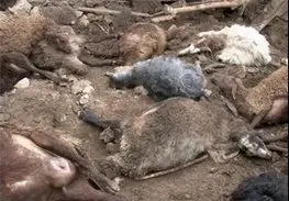تلف شدن ۲۵۰ گوسفند در زیر آوار 