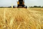 آغاز برداشت جو از مزارع شهرستان جغتای