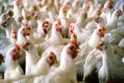 جلوگیری از خروج ۶ تن مرغ زنده 