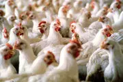 پیش بینی عبور تولید گوشت مرغ کشور از مرز ۲.۵ میلیون تن در سال جاری