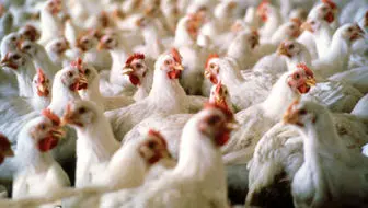 صادرات مرغ برای تعادل قیمت در بازار