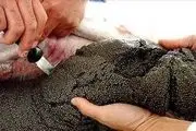 صدور 272 کیلوگرم خاویار پرورشی مازندران به اروپا در سال جاری