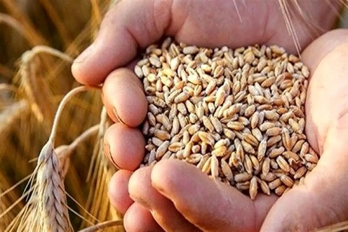 توافق برای قیمت خرید گندم سال آینده / دولت باید از کشاورزان حمایت کند