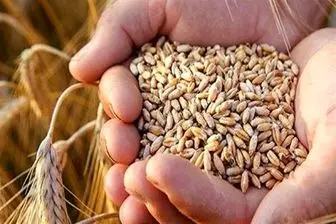 توافق برای قیمت خرید گندم سال آینده / دولت باید از کشاورزان حمایت کند
