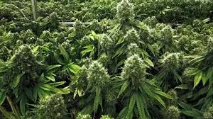 کشف و انهدام مزرعه گیاه "ماریجوانا" 