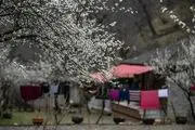 خودنمایی زودهنگام شکوفه‌های بهاری در جاده اسالم به خلخال/ گزارش تصویری
