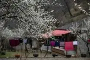 خودنمایی زودهنگام شکوفه‌های بهاری در جاده اسالم به خلخال/ گزارش تصویری
